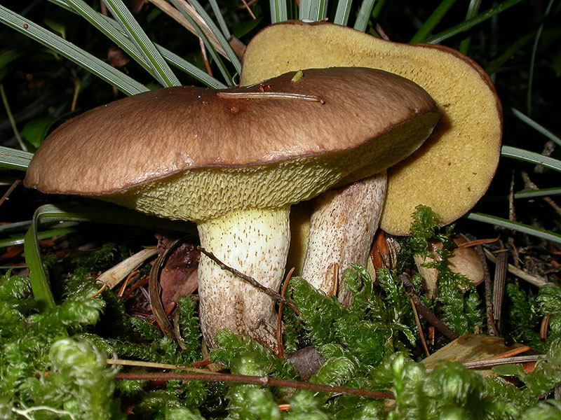Suillus punctatipes